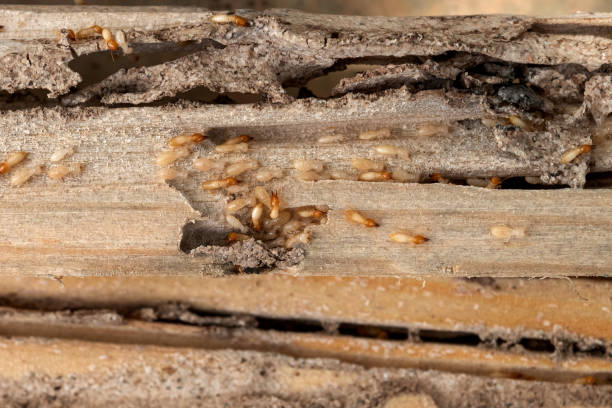 Best Affordable Pest Control Services  in Norwood, NC