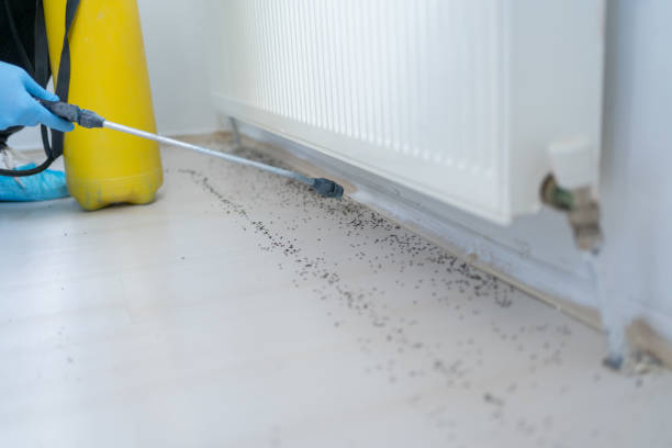 Best Flea Control Services  in Norwood, NC